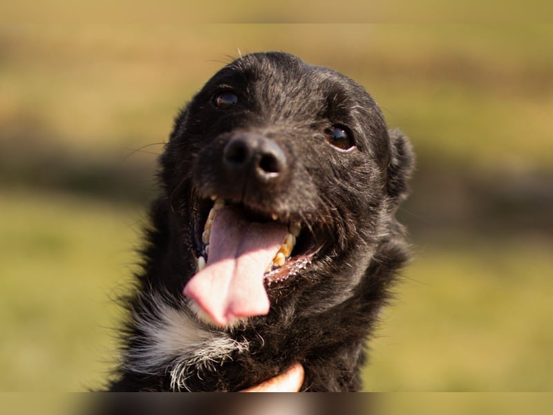 LEMMY❤️in 21075 Hamburg: ein harmonischer, treuer Begleiter sucht sein Happy End