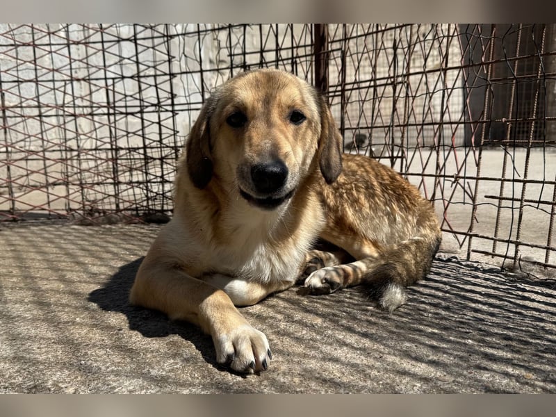 Klausi ❤️ sanft, sensibel + sucht Halt & Liebe