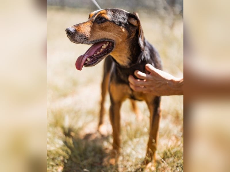 Jasco ❤️ neugieriger, lebhafter & verspielter Rüde