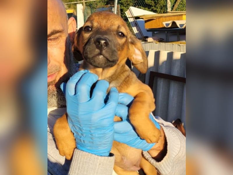 Tilly ❤️ aufgeweckte, lebenslustige Maus