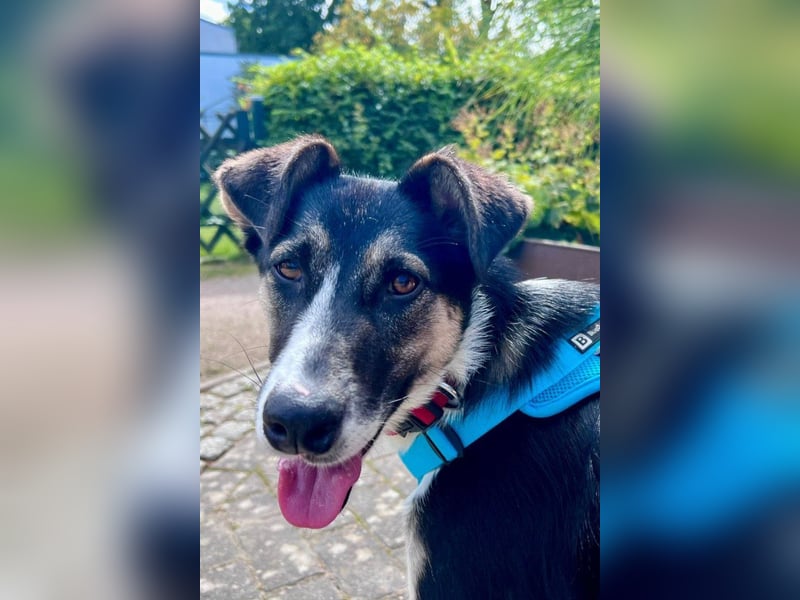 Liebste ♥ Smila ♥ kinder- und auch katzenliebe Hündin wartet schon in 22529 Hamburg