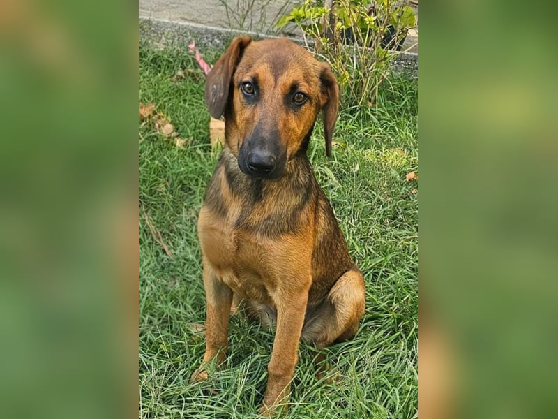 Dragana ❤️ Schmusemaus sucht Zuhause