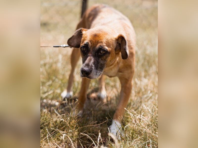 Liebste ♥Senka♥ mit einem großen Herzen