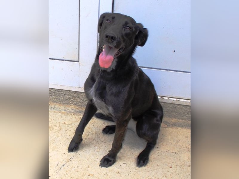 Xena - lebensfrohe, aktive, liebe Hündin