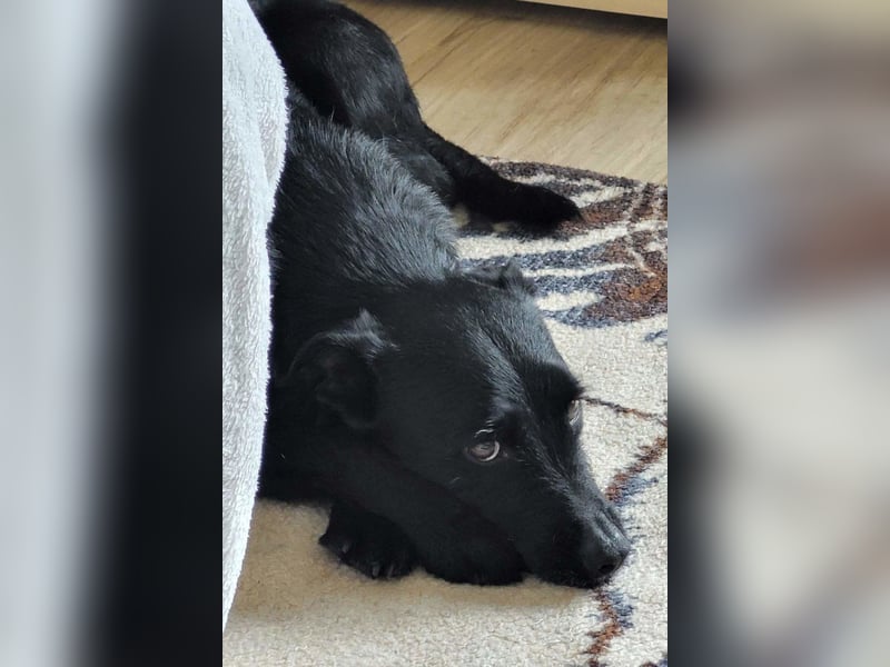 LEMMY❤️in 21075 Hamburg: ein harmonischer, treuer Begleiter sucht sein Happy End