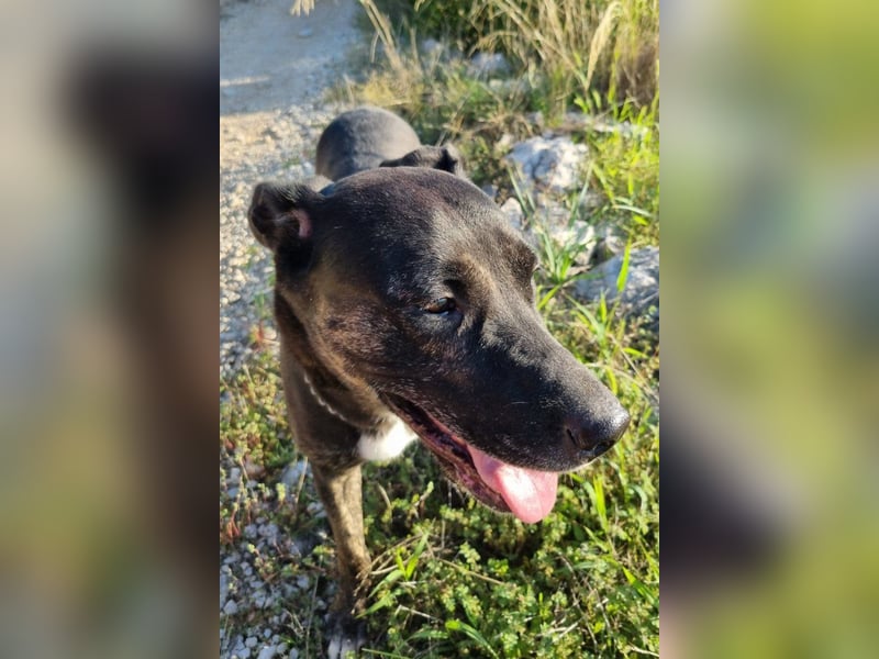 Goldige ♥ Godina ♥ kinderliebe, soziale Hündin