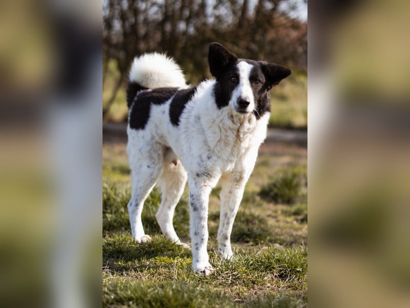 Toller Rüde ♥Thor♥ ruhig & ausgeglichen mit einem kleinen Tick