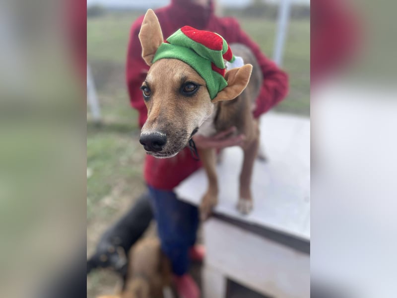 Welpenmädchen Mandy