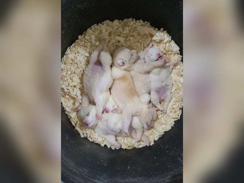 Engelchen ♥ Elfie ♥ zarte, lebensfrohe, neugierige Welpin