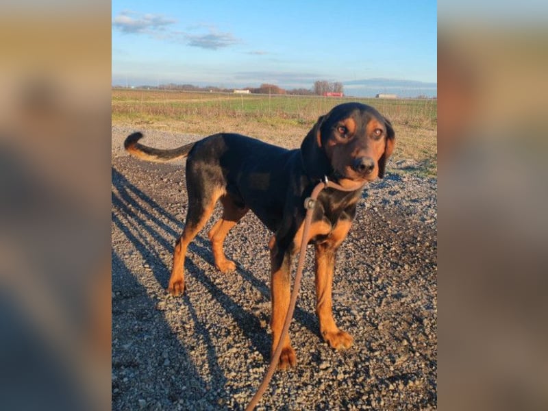 Lieber & menschenbezogener Jimmy ❤️ sucht sein neues Zuhause