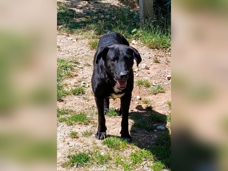 BlackBoy ♥ John ♥ ein Fellschatz auf 4 Pfoten