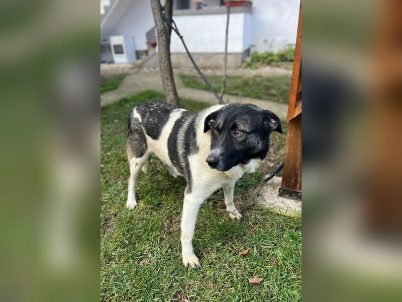 Buddy ❤️ dein treuer, so lieber Fellkumpel!