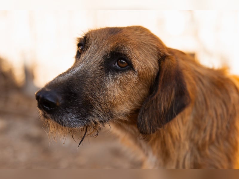 Sanfter ♥ Oscar ♥ wartet schon in 74749 Rosenberg