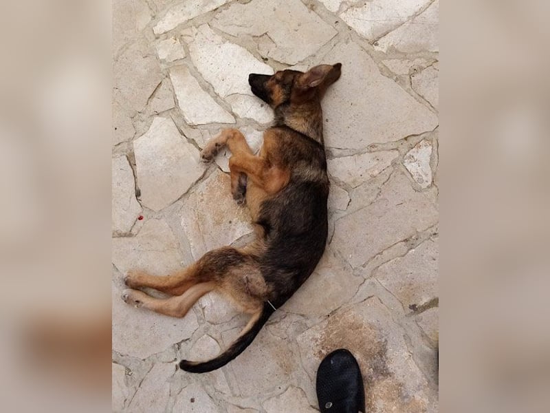 Liebevolles Fellnäschen Bebo -  liebt jeden, ob Mensch, Hund oder Katze