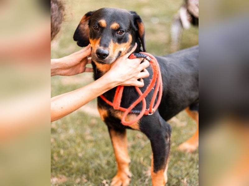 Lieber Bliss ❤️ sucht sein neues Zuhause