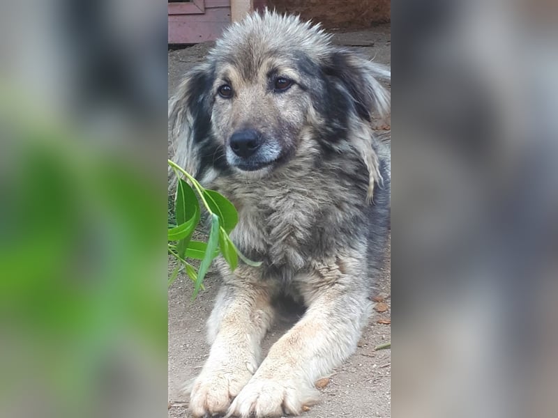 Bash - kleiner, fröhlicher Kerl sucht seine Familie! 