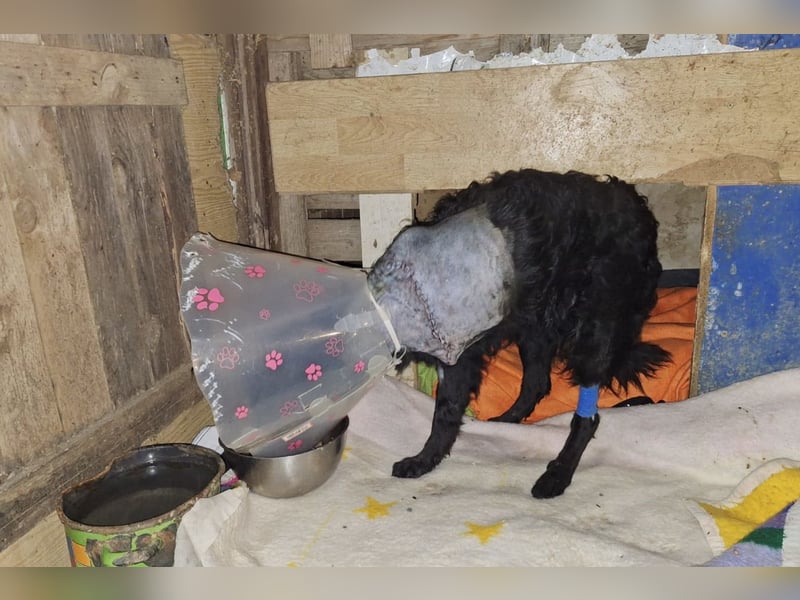 Nox ❤️ liebevoller Kämpfer auf 3-Beinen