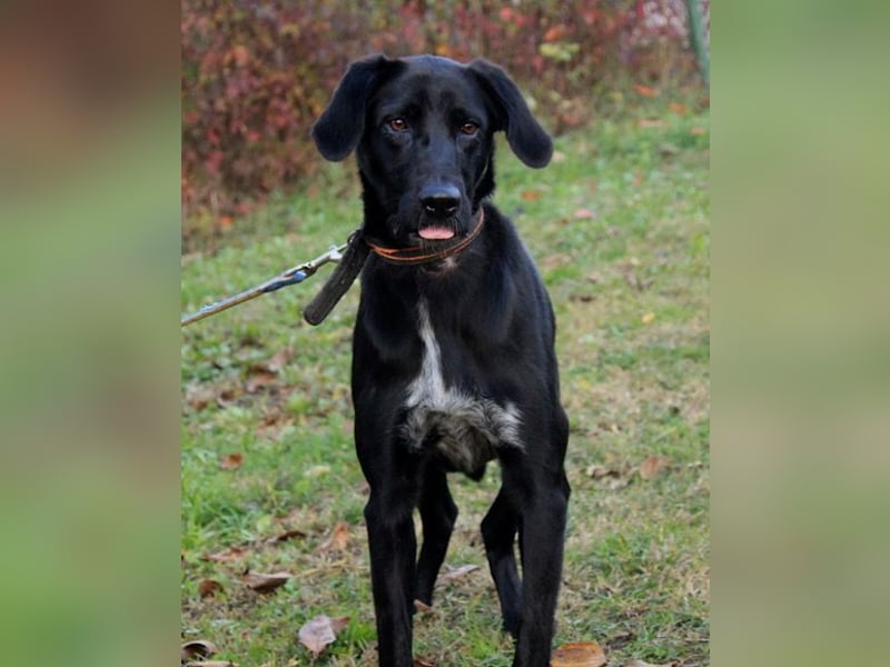 Xena - lebensfrohe, aktive, liebe Hündin