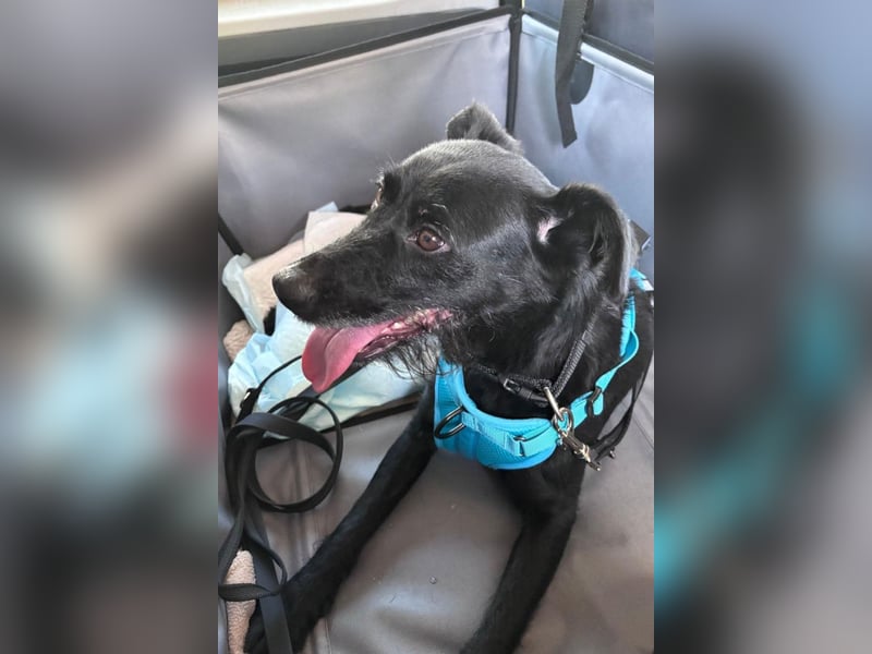 Ebony ❤️ wartet in 51469 Bergisch Gladbach auf dich