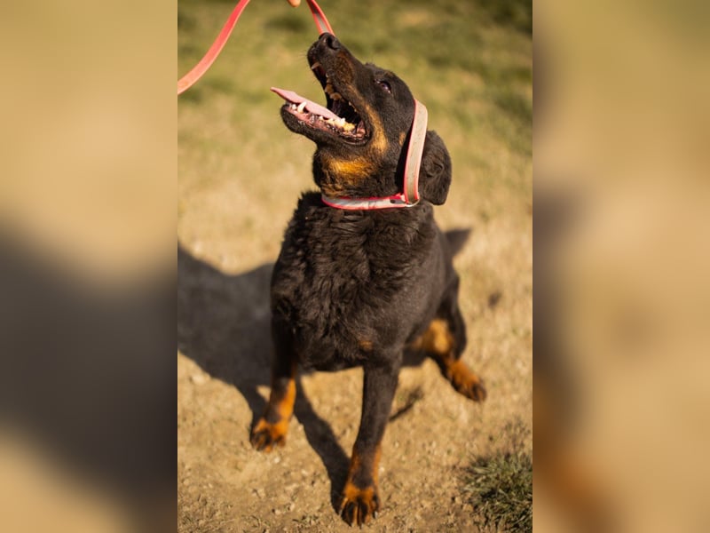 Aktiver Ares sucht seine aktiven Menschen