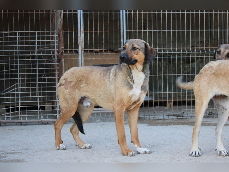Jungrüde ♥Demy♥ noch unsicher, aber eine liebe soziale Seele