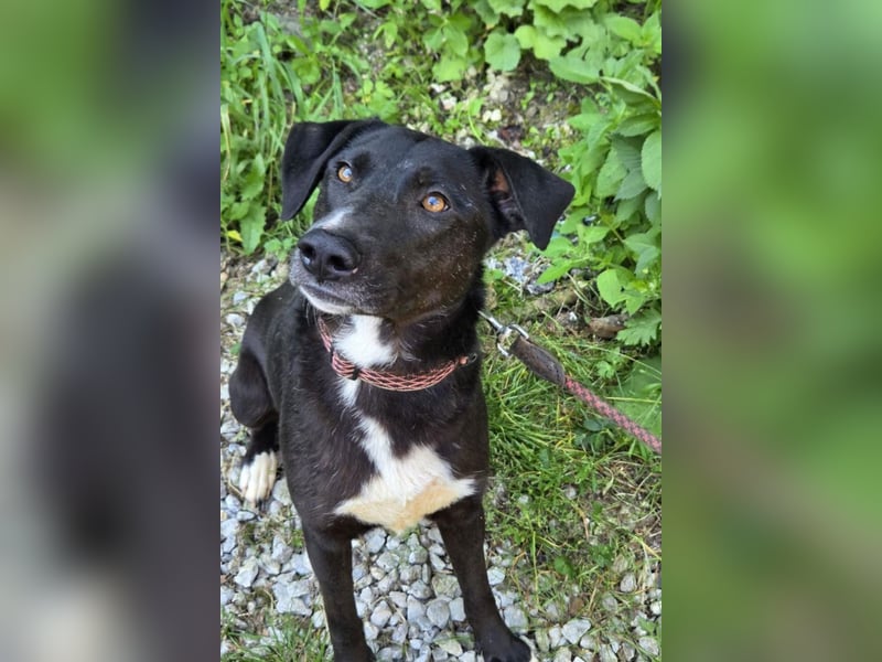 Amber ❤️ sanfte + verträgliche Seele!