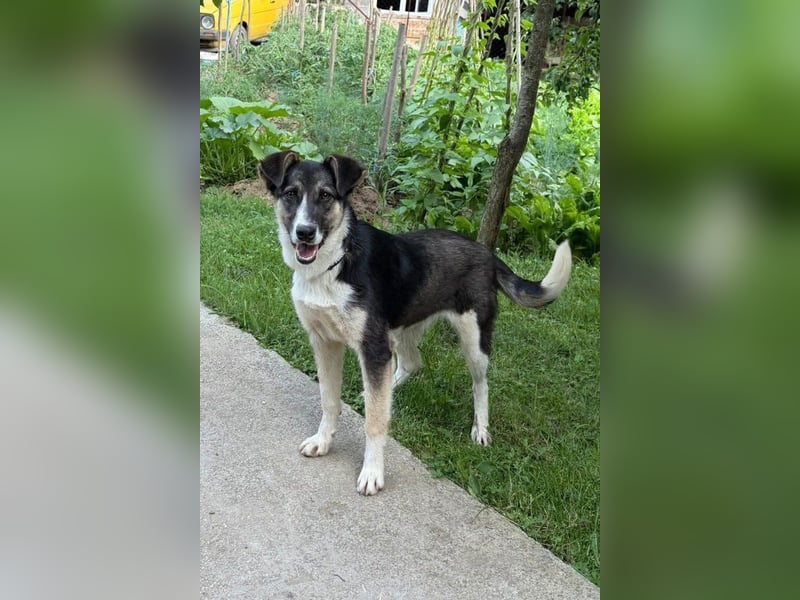 ♥ Šmizla ♥ kinder- und katzenliebe Hündin