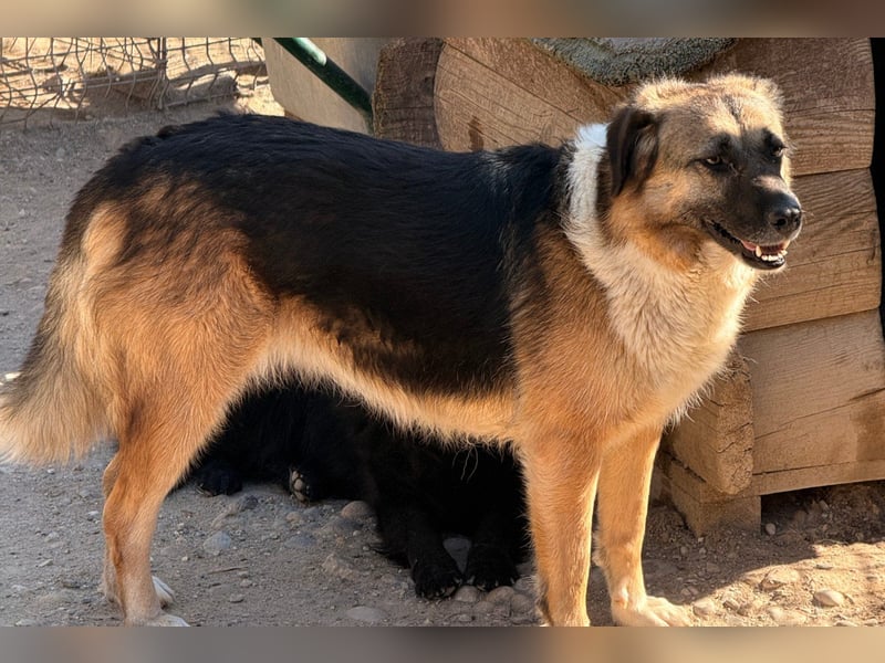 KORA❤️sanfte Seele sucht sehnsüchtig ein liebevolles Zuhause & Geborgenheit