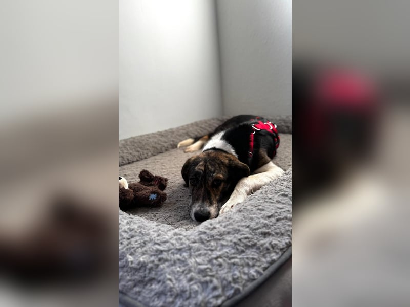 Zauberhafte Bini sucht ihre Menschen