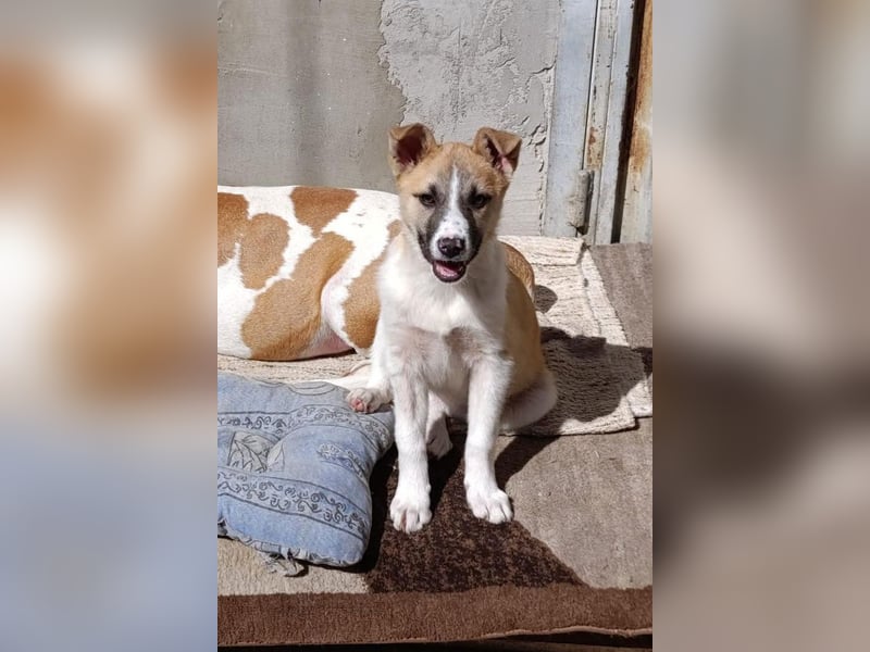 Ella ❤️ super liebes, junges Hundemädchen