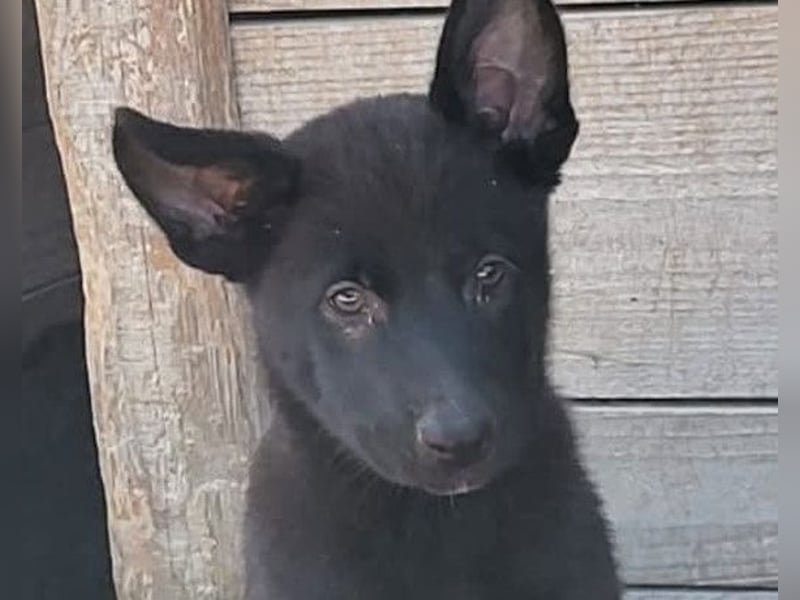Zuckerschnute YVETTE❤️fröhliches, verkuscheltes Welpenmädchen sucht ihr Für-Immer-Körbchen
