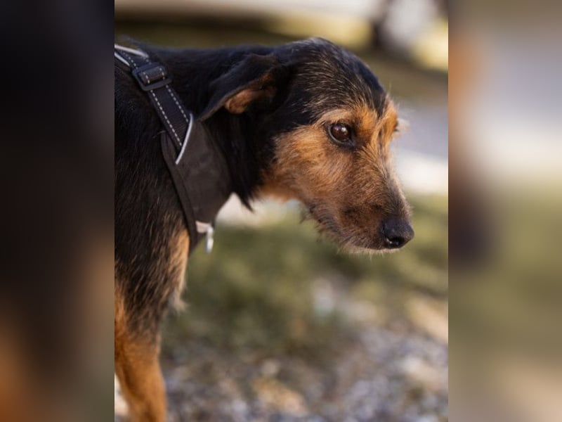 RICARDA❤️sanfte Terrier-Dame mit großem Herz sucht liebevolles Zuhause