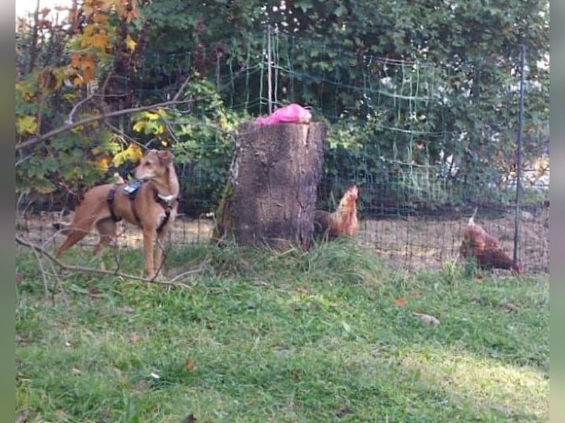 Notfellchen-Mathilda ❤ wartet in 90427 Nürnberg