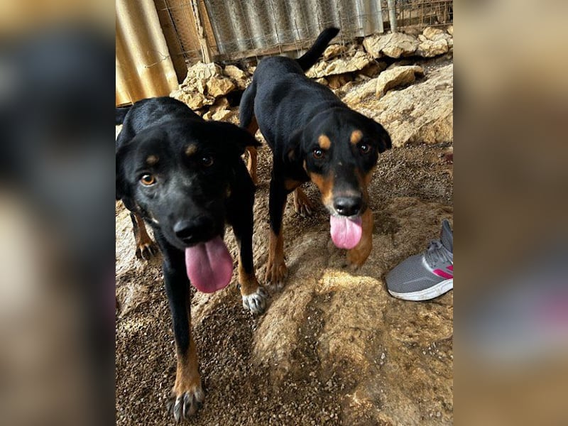 Lieber Mico ❤️ aufgeschlossen & verkuschelt!