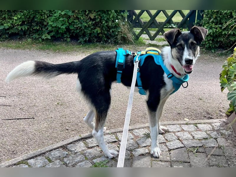 Liebste ♥ Smila ♥ kinder- und auch katzenliebe Hündin wartet schon in 22529 Hamburg