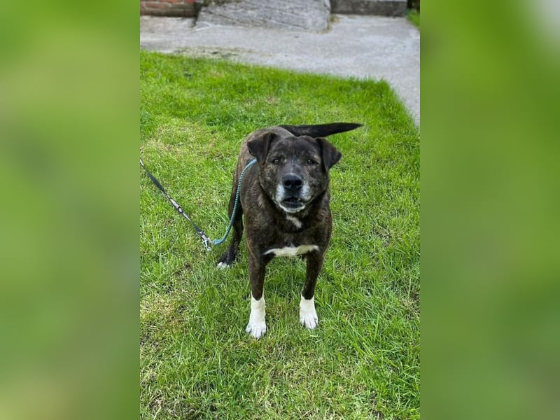 Ebelin ❤️ so herzensguter Familienhund!