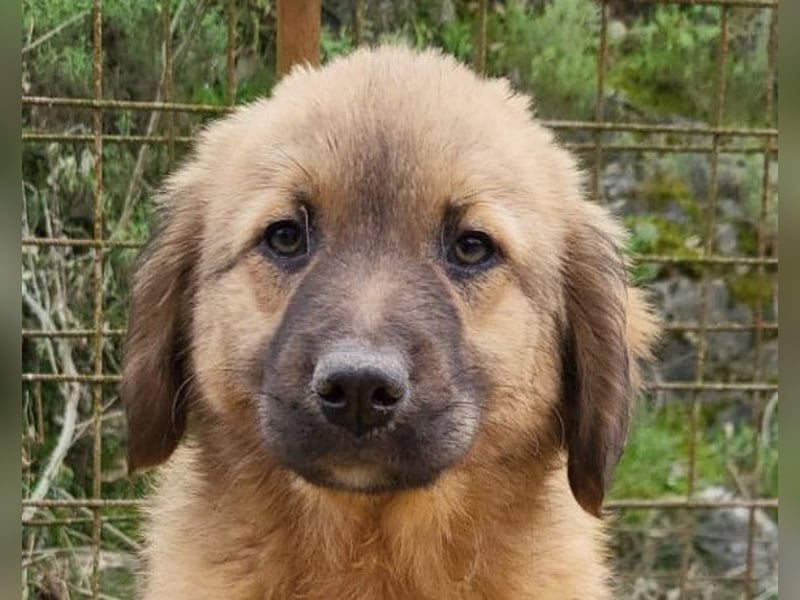 Schnuckel ♥Bettie♥ will spielen & kuscheln