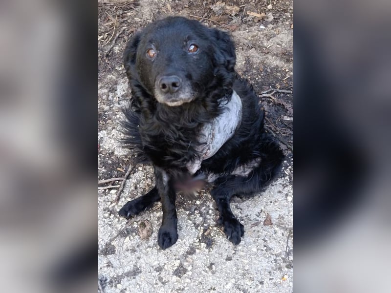 Nox ❤️ liebevoller Kämpfer auf 3-Beinen