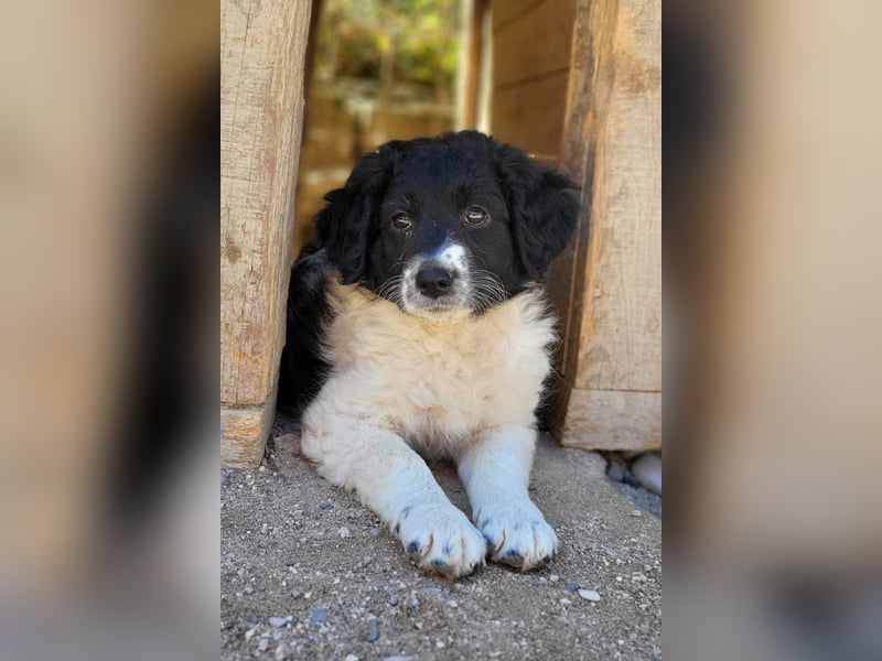 Süße Welpin ♥Suki♥ sucht ihre Menschen