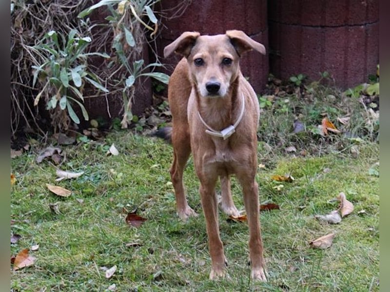 Notfellchen-Mathilda ❤ wartet in 90427 Nürnberg