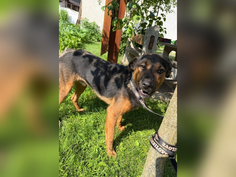 Katzenfreund Oskar - sanfter verschmuster Rüde