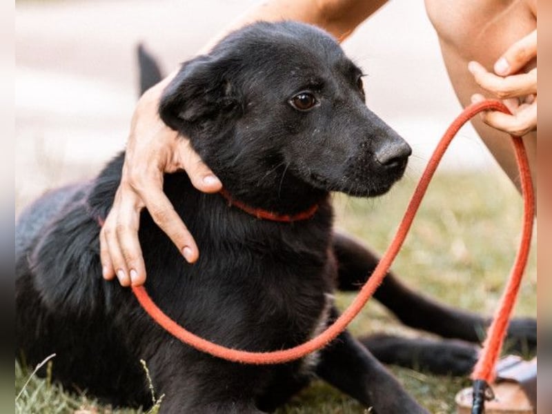 CHUNA❤️freundliche, neugierige & absolut liebenswerte Schmusepfote