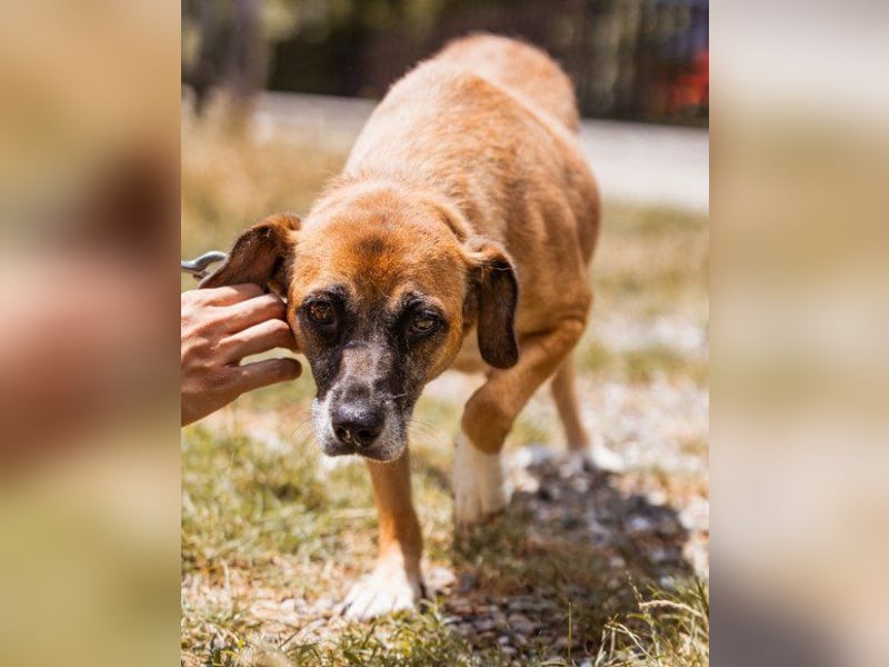 Liebste ♥Senka♥ mit einem großen Herzen