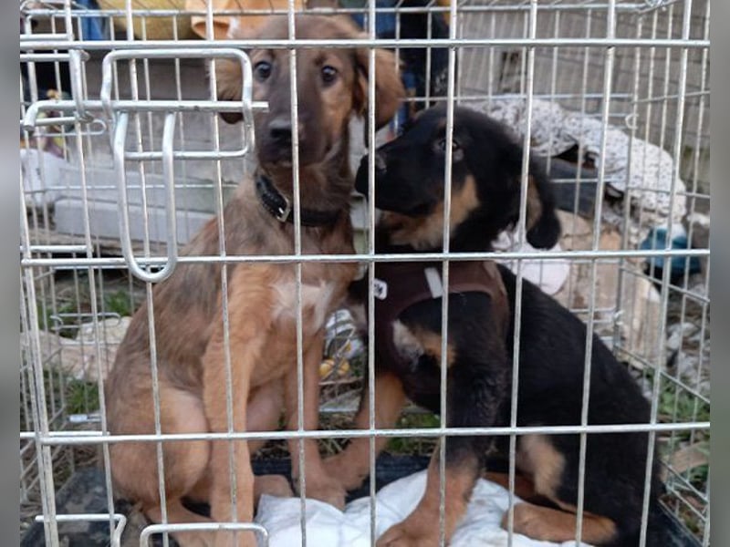 Kleine, schüchterne Vaiana = sucht Liebe und Treue