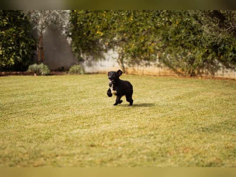 Sienna süße junge Schäfi-Mix-Schnute