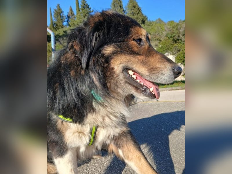 Max ❤️ rundum lieber Familienhund!