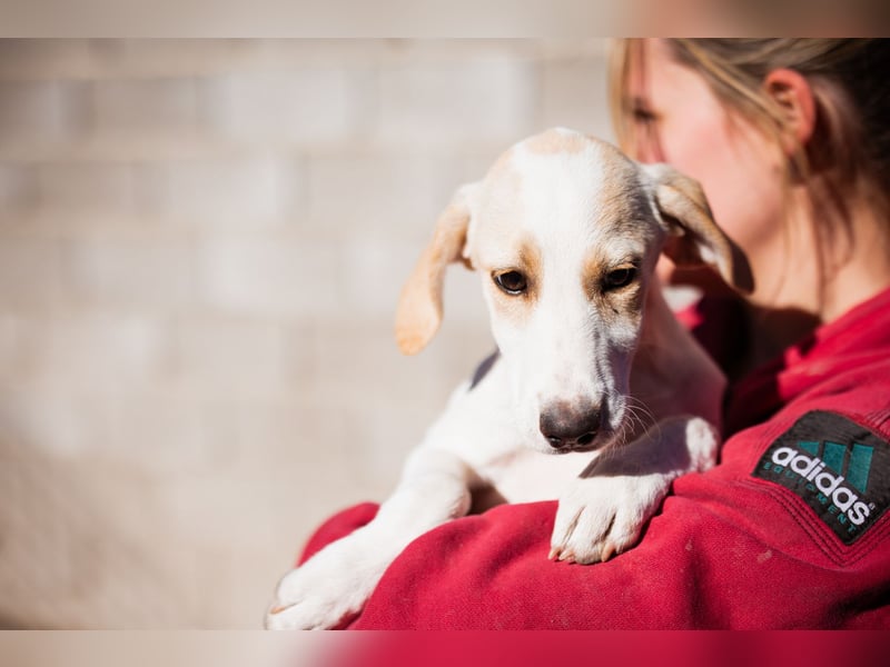 Leni ❤️ zuckersüßes, junges Hundemädchen Leni ❤️ zuckersüßes, junges Hundemädchen