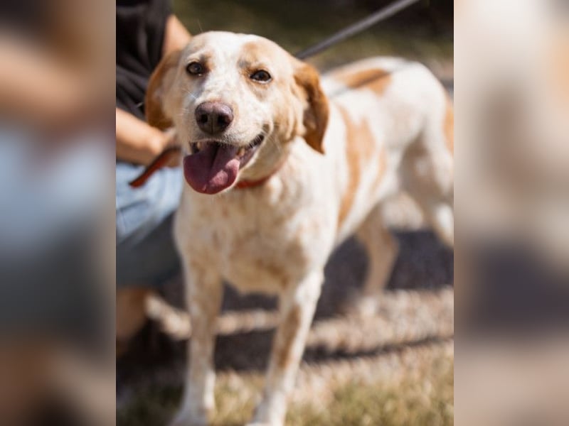 Lucy ❤️ liebe + gutmütige Zuckerschnute