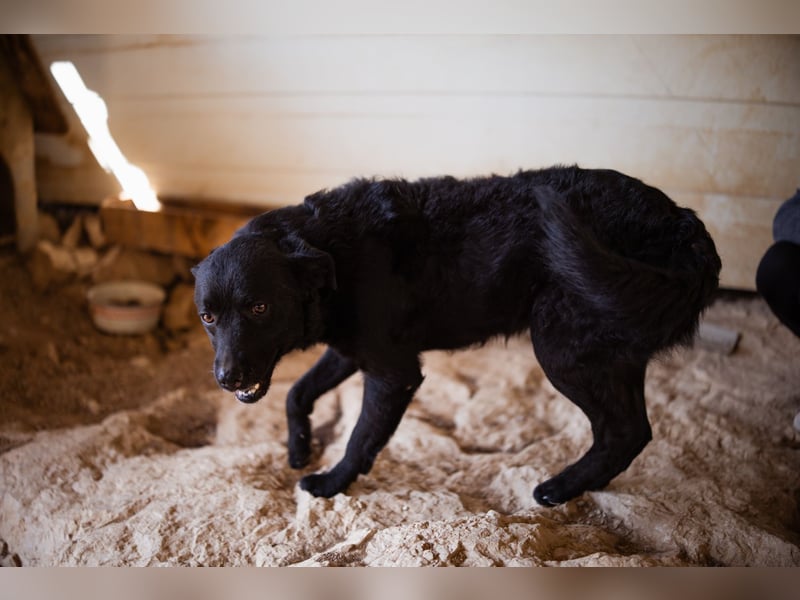 Bruce ❤️ Sanftmütig, loyal, verschmust! Bruce ❤️ Sanftmütig, loyal, verschmust!