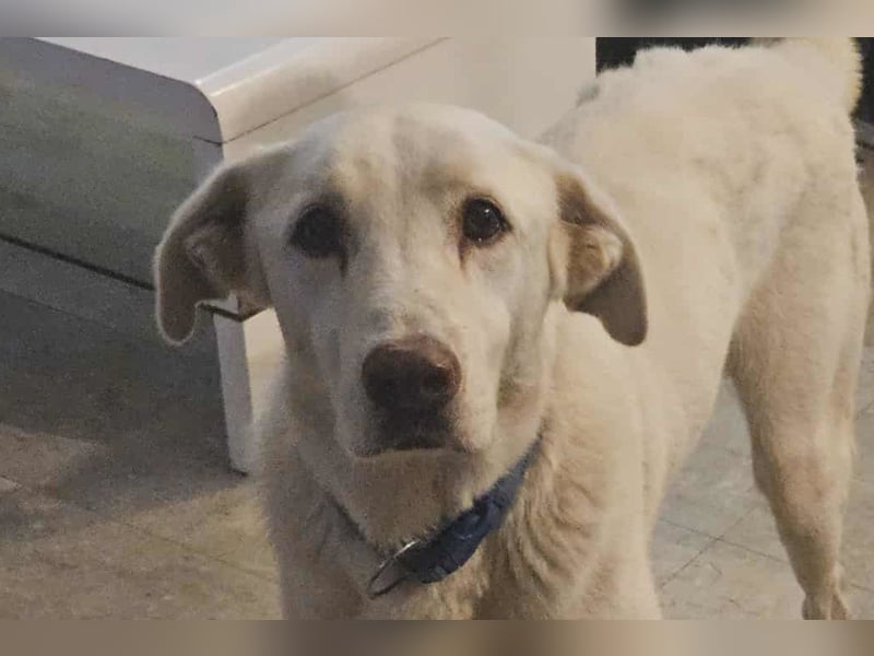 OldBoy ♥ ARON ♥ liebt Kinder, Artgenossen und auch Katzen